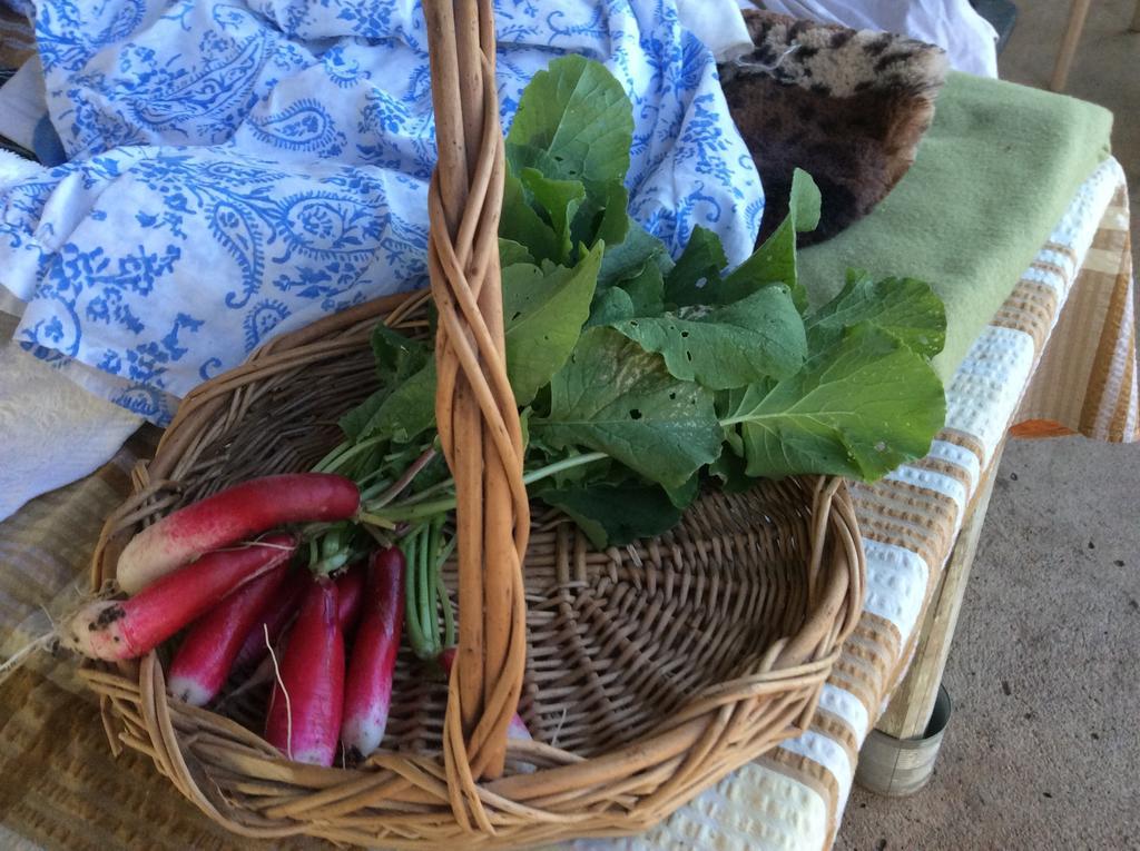 Corella Creek Country Farm Stay Nelia Ngoại thất bức ảnh